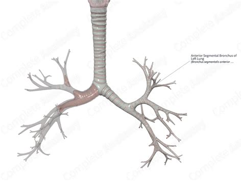 Anterior Segmental Bronchus of Left Lung | Complete Anatomy
