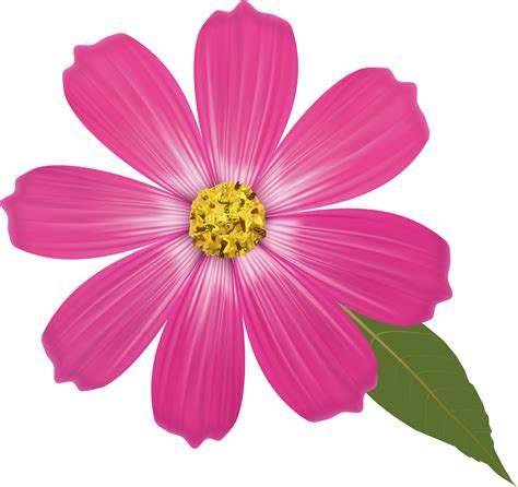 Flower Clipart Transparent Background at vanjohnnyblog Blog