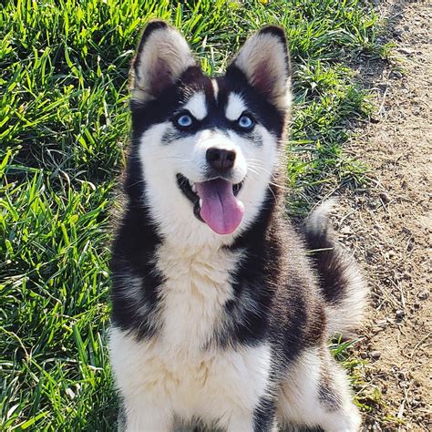 Alaskan Klee Kai Puppies For Sale | Scottsboro, AL #298004