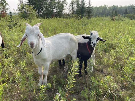 250+ Male Goat Names (Strong, Funny, and Perfect for Your Bucks
