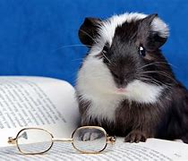 Image result for Hamster Wallpaper