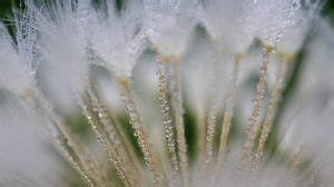 Fluff wallpapers hd, desktop backgrounds, images and pictures