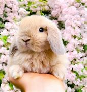 Image result for Spring+Baby+Bunnies