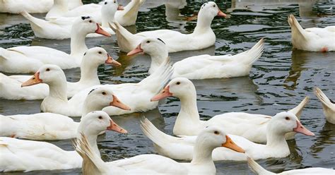 What is a Group of Ducks Called? (Complete List + Why?) | Bird Fact