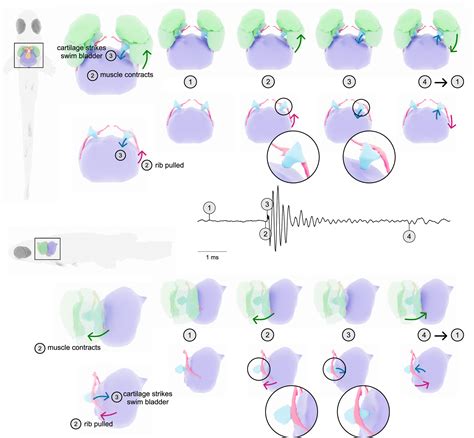 Image result for How Do Fish Sound