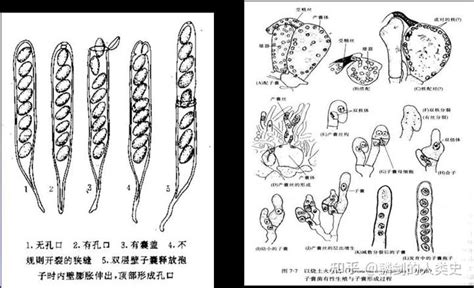 科学网—第一节 真菌的形态结构 - 李建宗的博文