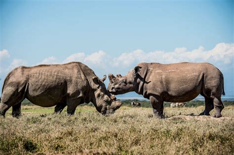 How Many Northern White Rhinos Are Left