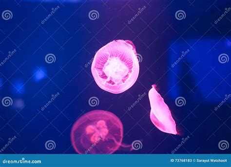 Aurelia Aurita or Moon Jellyfish Stock Image - Image of genetic, moon: 73768183