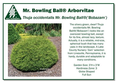 Thuja occidentalis Mr. Bowling Ball®(‘Bobazam’)