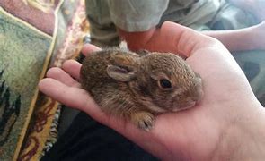 Image result for Cat Brought in Baby Rabbit