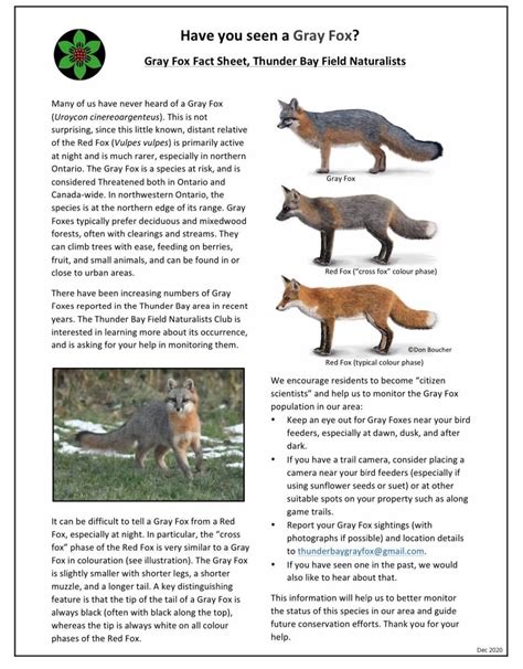 Rare and threatened gray fox making a home in northwestern Ontario | CBC News