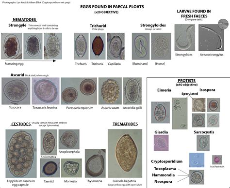 Images | Parasities of human, Parasites in humans, Parasite ...