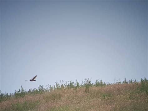 @birdingdad: The Albatross around my neck