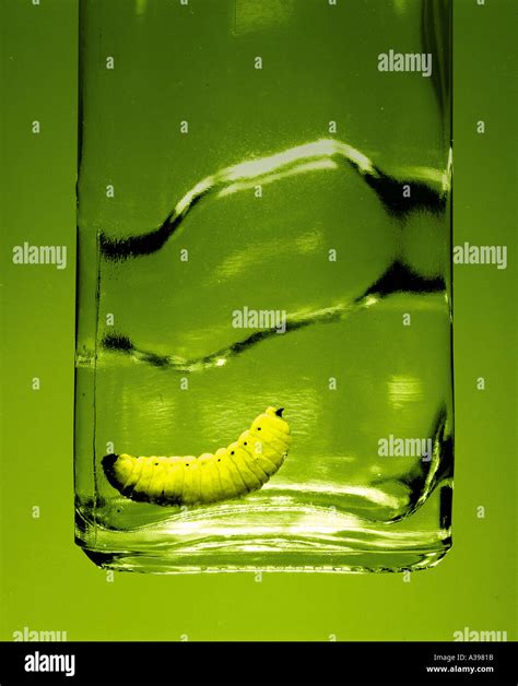 Tequila Bottle With Worm