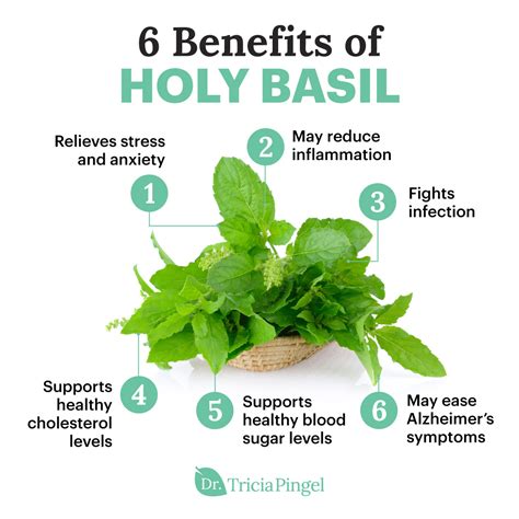6 Tulsi (Holy Basil) Benefits + Side Effects & Dosage - Dr. Tricia Pingel