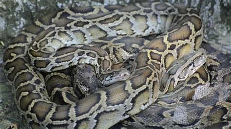 Image result for Python for Data Science Freecodecamp