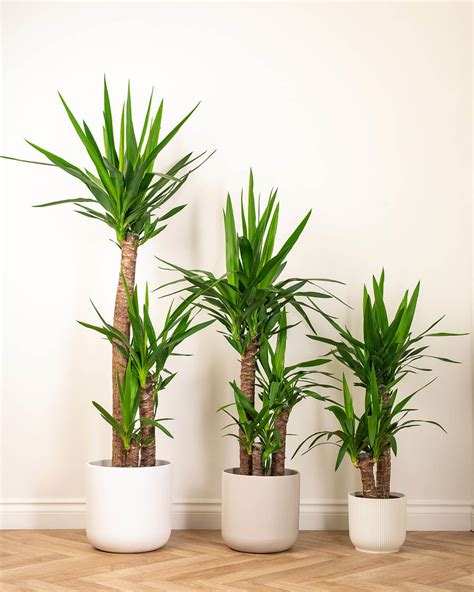 Indoor Yucca Elephantipes De Yucca | Oorsprong & Verzorgingstips