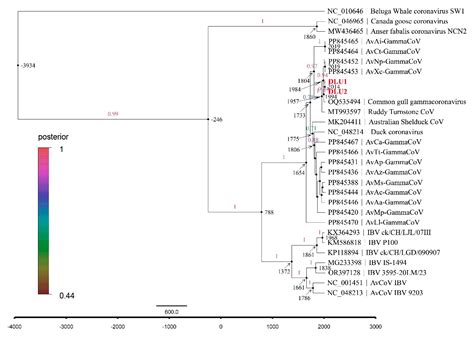Detection of Coronaviruses and Genomic Characterization of ...
