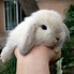 Image result for Holland Lop Rabbits Breed