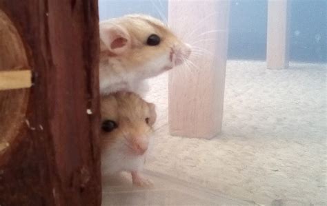 fat tailed gerbils for sale – Rodent Zone