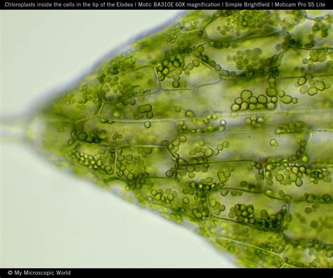 Elodea Cell Under Microscope 40X at Ladonna Teal blog