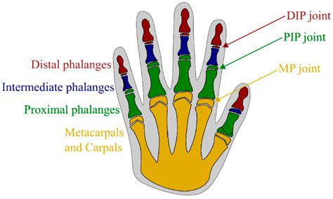 Joints Of The Fingers