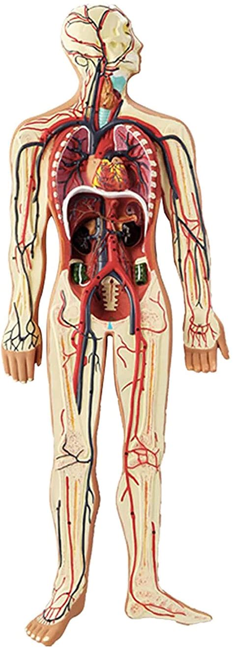 Buy With Digital Indicator Human Blood Circulation System Model ...