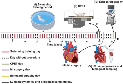 Prior Aerobic Exercise Training Fails to Confer Cardioprotection Under ...