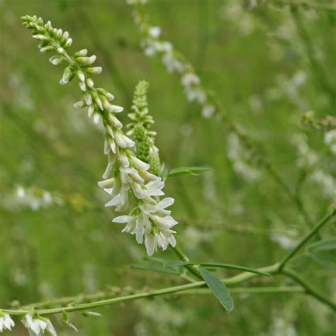 Weißer Steinklee (Melilotus albus)