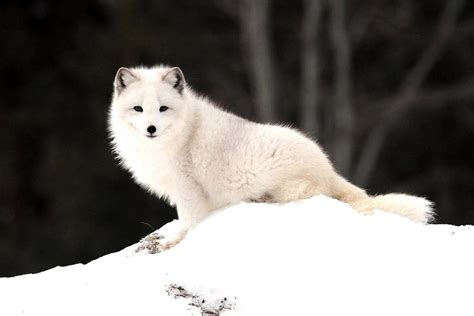 Baby Arctic Fox Wallpapers - Top Free Baby Arctic Fox Backgrounds ...