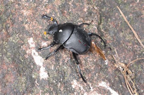 黑侧裸蜣螂 Paragymnopleurus melanarius – 积分昆虫学标本照片库