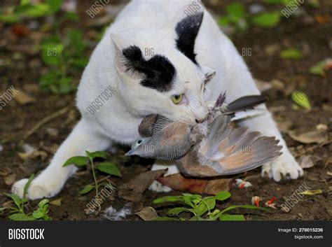 Cat Eating Bird