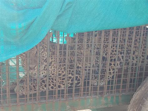 Forest department personnel caught 2 leopards in cages in Mangrol; The ...
