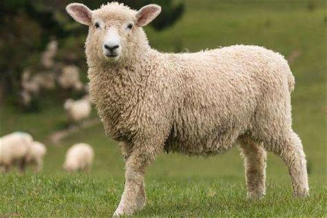 属羊取名宜用字大全 属羊的人取名用什么字最好 - 万年历