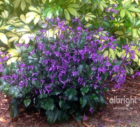 Mona Lavender. Shade plant with purple flowers. Low maintenance ...