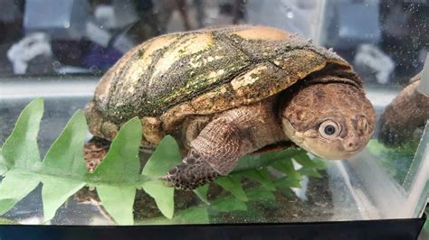 Why Isn't My African Sideneck Turtle Eating? - Clever Pet Owners