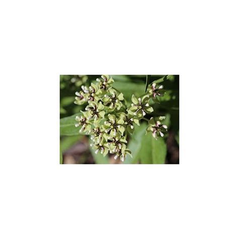 Buy Swamp Milkweed Seeds - Also Known as Rose Milk Weed - Pink Flowers ...