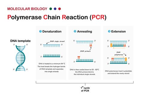 PCR Testing Definition 的图像结果