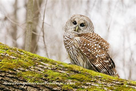 Michigan Owls Enchanting Owls: Your Guide To Great Lakes' Winter Birds