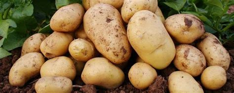 土豆是植物吗-农百科