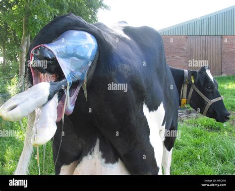 Cow With Down Syndrome