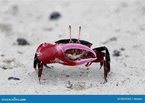 Red-clawed Crab stock image. Image of chelipeds, eyes - 58233183