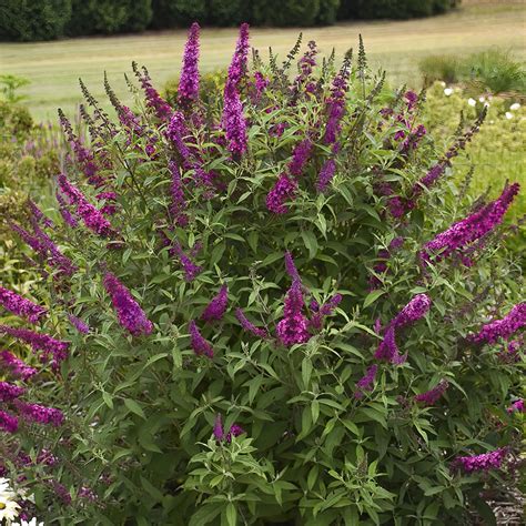 Blaze Pink Butterfly Bush | Plant Addicts