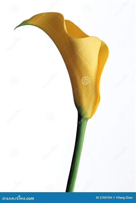 Yellow Calla Lily stock photo. Image of easter, lifestyles - 2769704