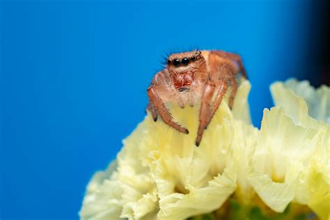 Orange and Black Spider · Free Stock Photo
