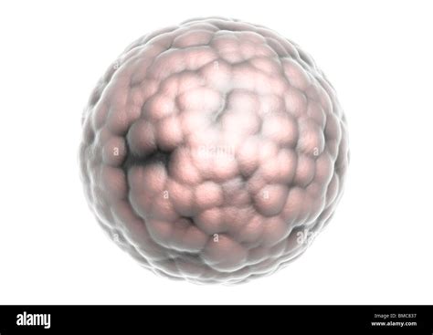 Image result for Alien Egg Deposit