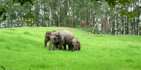 Carmelagiri Elephant Park, Munnar - Experience Kerala