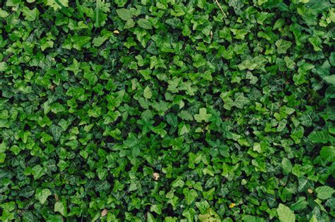 Shrub Texture