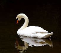 Image result for Swan