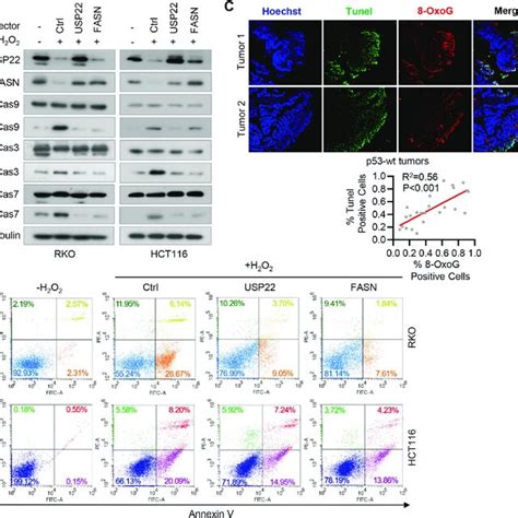 H2O2 HT22 的图像结果